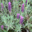 Lavandula stoechas .png